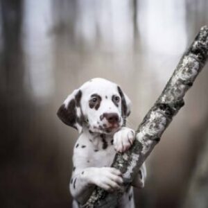 Profilfoto von isla_buehl