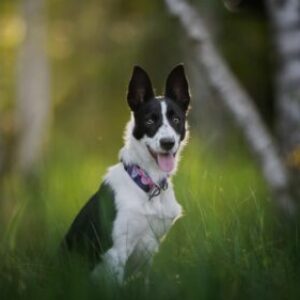 Profilfoto von Isla Purves