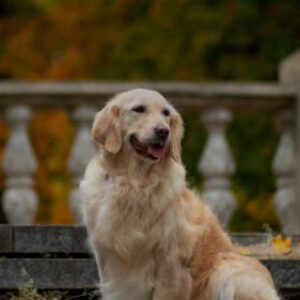 Profilfoto von Isla Purves