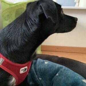 Profilfoto von Ella Sidi-Friede