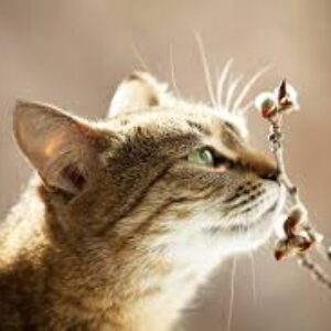 Profilfoto von Tilda