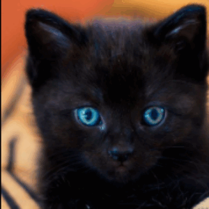 Profilfoto von miloukiss