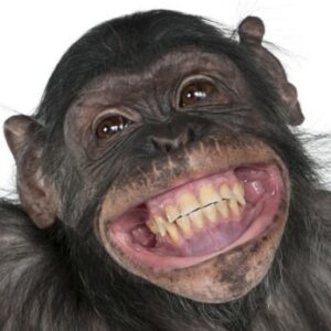 Profilfoto von maximilianribeiro