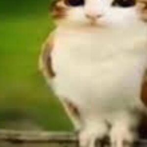 Profilfoto von vaniti