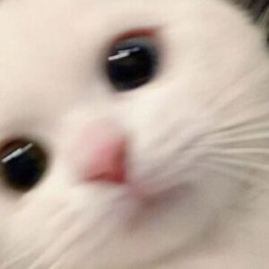 Profilfoto von 2610100206