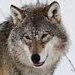 Profilfoto von fermi