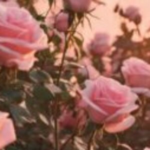 Profilfoto von s2c_amy