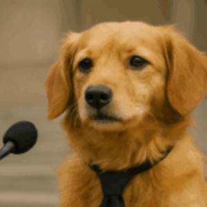 Profilfoto von lucas