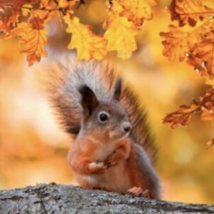 Profilfoto von alysha_sus_kuesnacht