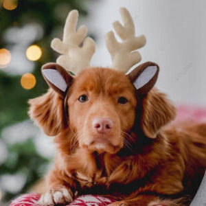 Profilfoto von alysha_sus_kuesnacht