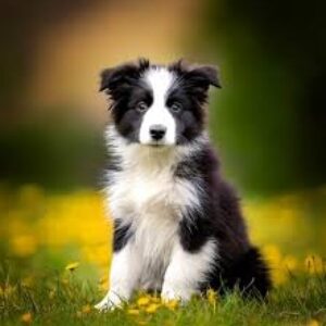 Profilfoto von hund1