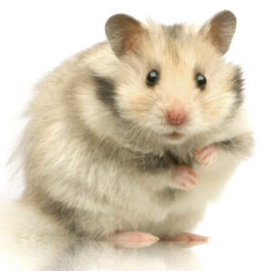 Profilfoto von hamster1