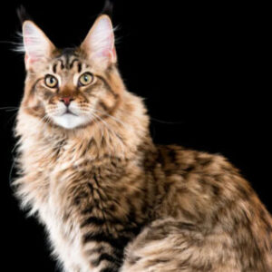 Profilfoto von flurin01