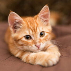 Profilfoto von icostasilva