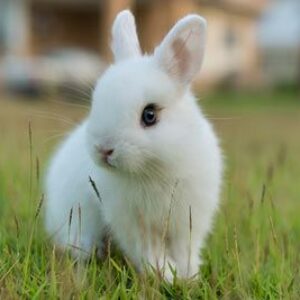 Profilfoto von 2610150704 Gepek