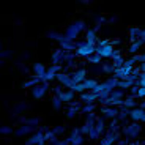 Profilfoto von selmam