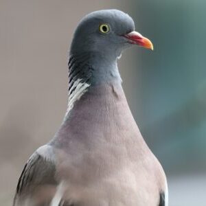 Profilfoto von junap