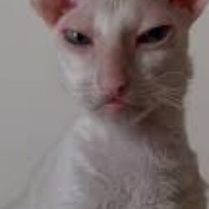 Profilfoto von h-canmaya